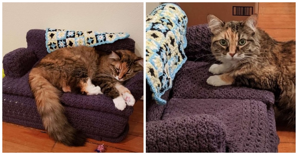 Una gatita no se separa del sofá a ganchillo que le tejió la abuela