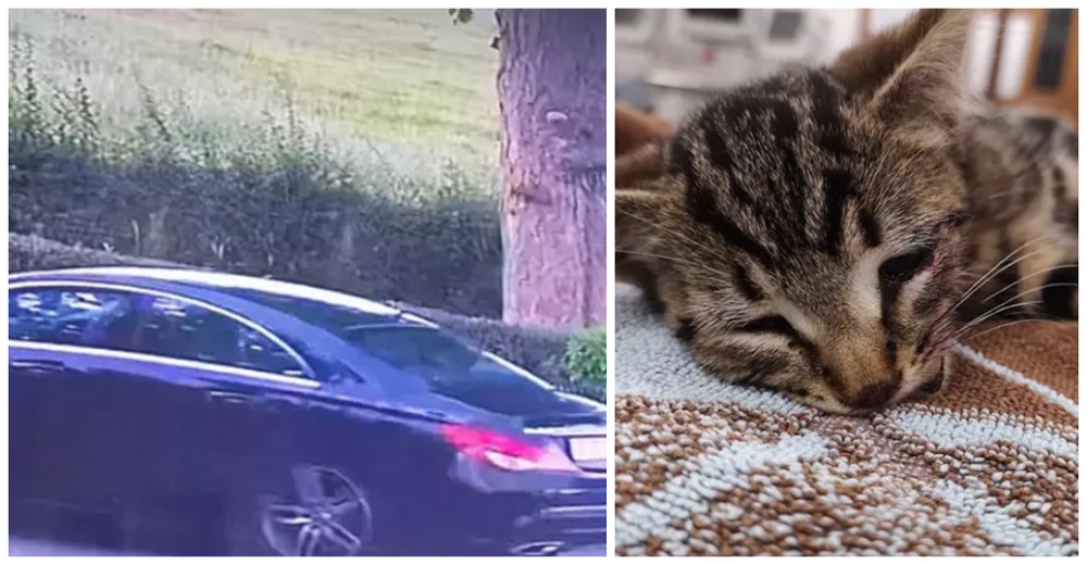Piden ayuda para encontrar al hombre que lanzó a una indefensa gatita desde un auto en marcha Piden ayuda para encontrar al hombre que lanzó a una indefensa gatita desde un auto en marcha