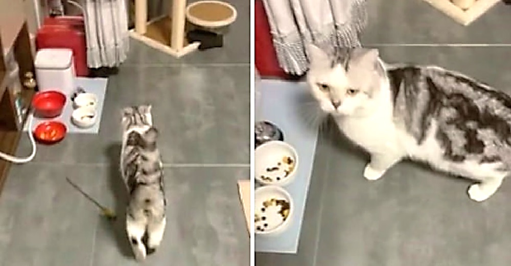 Su gato la deja completamente desconcertada cuando exige su bocadillo a medianoche Su gato la deja completamente desconcertada cuando exige su bocadillo a medianoche