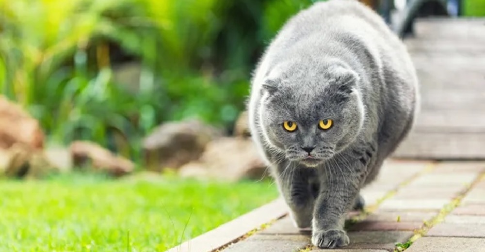 Les ruega a sus vecinos que dejen de alimentar a su gata porque están afectando su salud Les ruega a sus vecinos que dejen de alimentar a su gata porque están afectando su salud