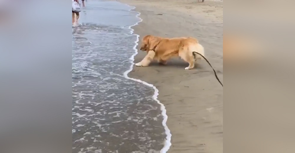 Perrito Golden que odia mojarse las patas reacciona cuando se acerca por primera vez a la orilla Perrito Golden que odia mojarse las patas reacciona cuando se acerca por primera vez a la orilla