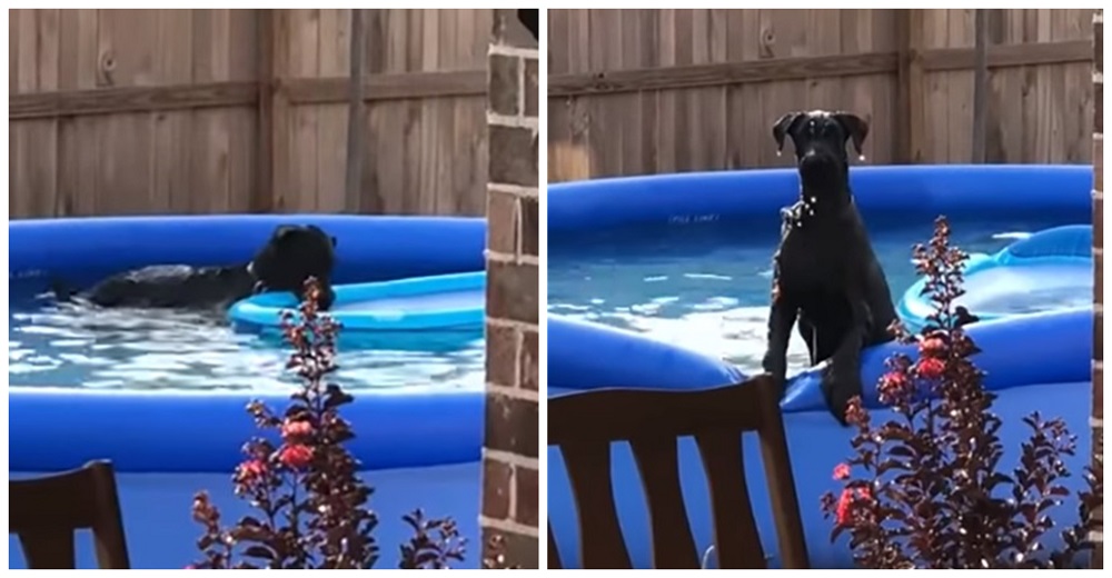 La reacción de un perro tras ser descubierto por su dueño en la piscina prohibida se hace viral