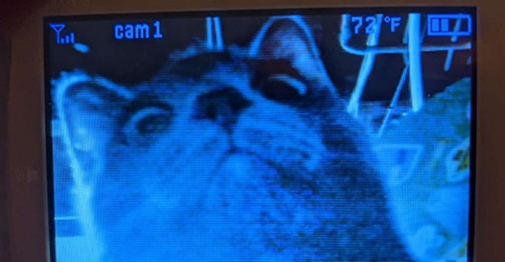 Una gatita hace una travesura y reacciona al darse cuenta de que sus padres la están mirando Una gatita hace una travesura y reacciona al darse cuenta de que sus padres la están mirando