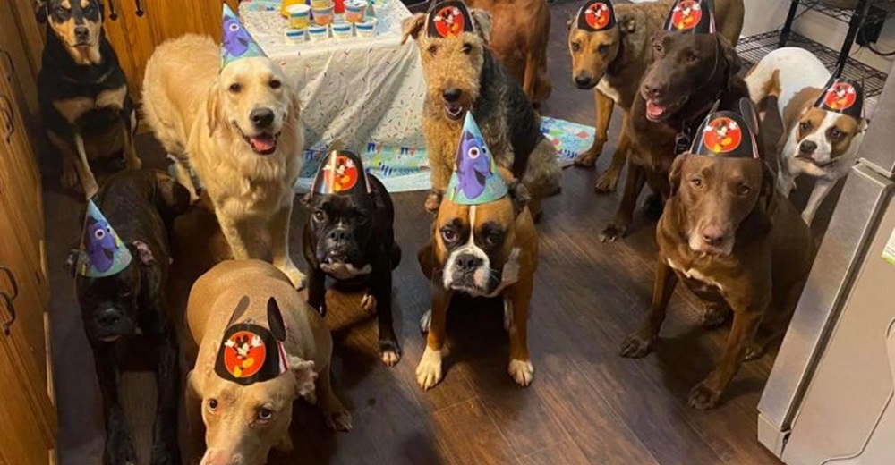 La fiesta de cumpleaños de los perritos mejor comportados de todos los tiempos se hace viral