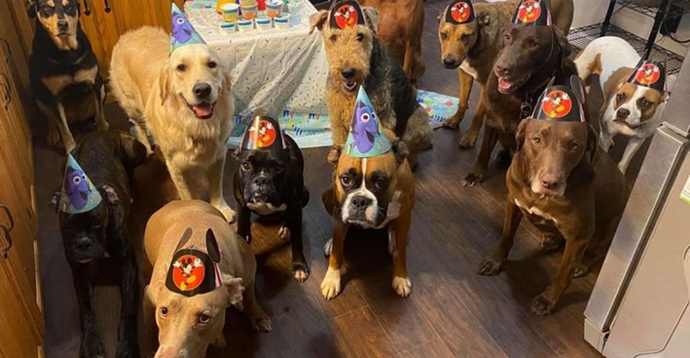 La fiesta de cumpleaños de los perritos mejor comportados de todos los tiempos se hace viral La fiesta de cumpleaños de los perritos mejor comportados de todos los tiempos se hace viral