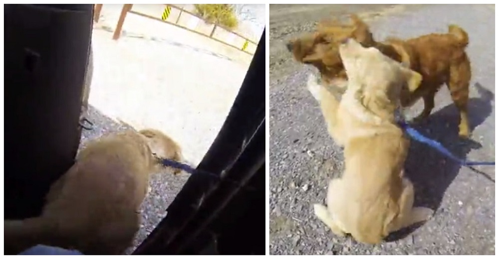 Perrita no sabe que al bajarse del auto le espera su mami a quien no ve desde que era bebé Perrita no sabe que al bajarse del auto le espera su mami a quien no ve desde que era bebé