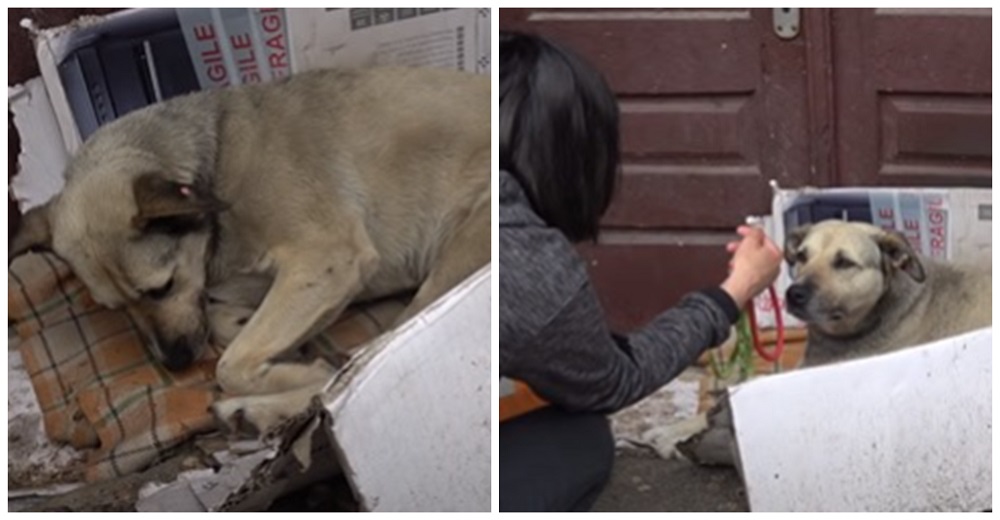 Perrita deprimida pasó toda su vida luchando por sobrevivir en la calle hasta que alguien la vio Perrita deprimida pasó toda su vida luchando por sobrevivir en la calle hasta que alguien la vio