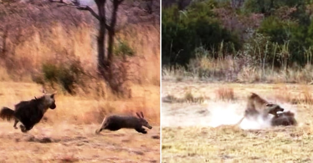 Graban a una hiena a punto de devorar a un oso hormiguero, pero él tiene otro plan Graban a una hiena a punto de devorar a un oso hormiguero, pero él tiene otro plan