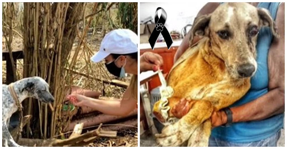 Con su triste mirada suplican ser ayudados tras ser dejados a su suerte en el terrible huracán Con su triste mirada suplican ser ayudados tras ser dejados a su suerte en el terrible huracán
