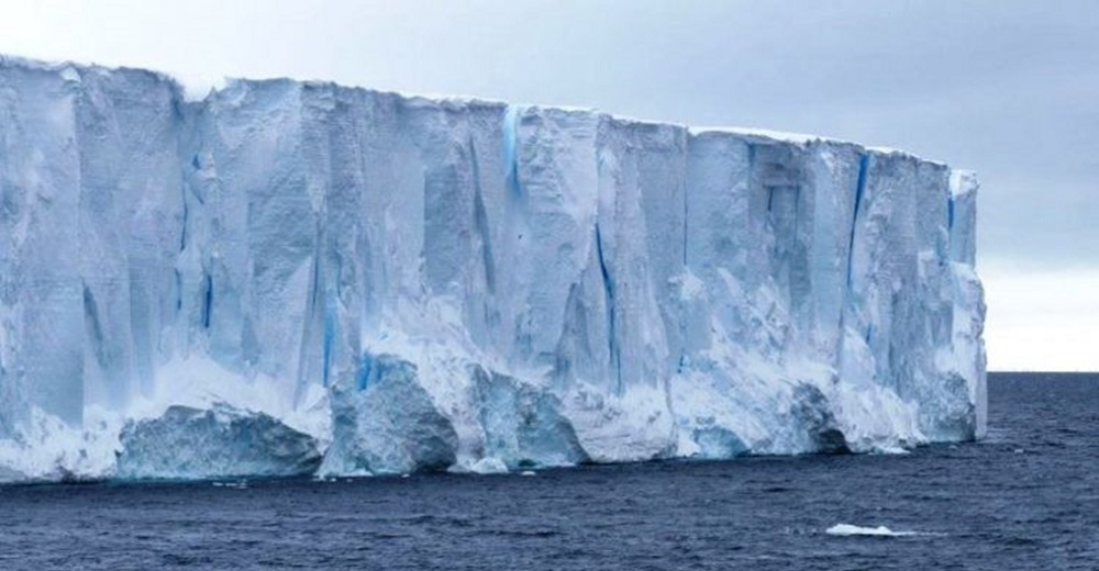 5 millones de animales corren grave peligro tras la advertencia del iceberg que va en camino