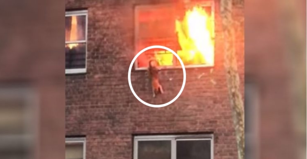 Un gato salta al vac铆o para salvarse mientras su casa estaba en llamas Un gato salta al vac铆o para salvarse mientras su casa estaba en llamas