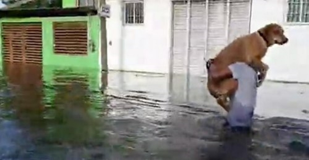 Lucha por salir de la inundación con su perro de gran tamaño en los hombros, no lo dejará atrás