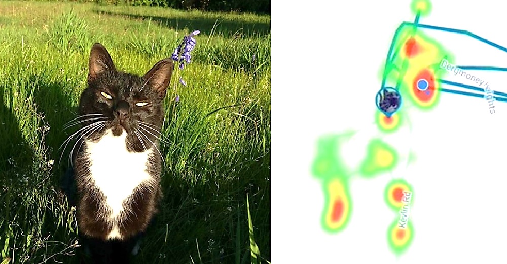 El rastreador que le puso a su gato revela su desconcertante vida oculta El rastreador que le puso a su gato revela su desconcertante vida oculta