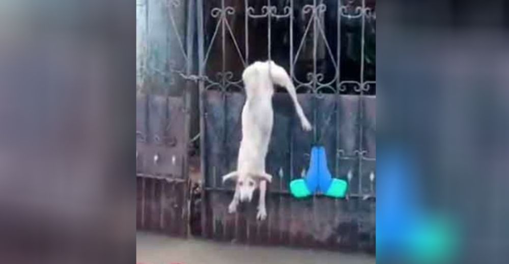 Un perrito se queda colgado en una reja mientras intentaba huir de una peligrosa inundación