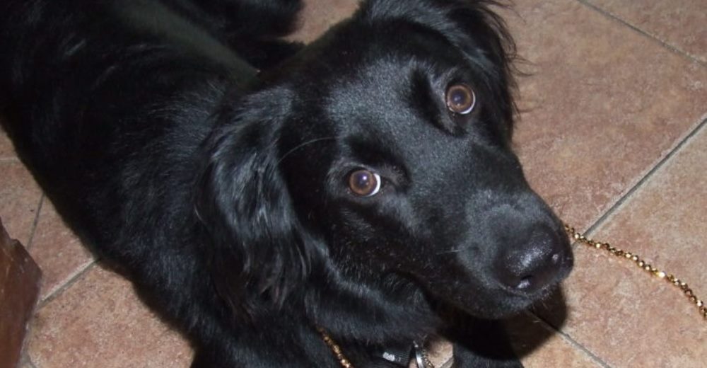 Perrito es hallado tras 10 días desaparecido y no le permiten a su dueña recuperarlo Perrito es hallado tras 10 días desaparecido y no le permiten a su dueña recuperarlo