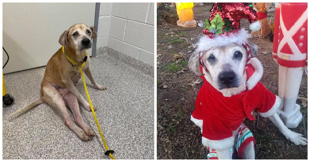 Encuentran a un triste y débil perrito abandonado en un auto que sueña con un hogar para Navidad Encuentran a un triste y débil perrito abandonado en un auto que sueña con un hogar para Navidad