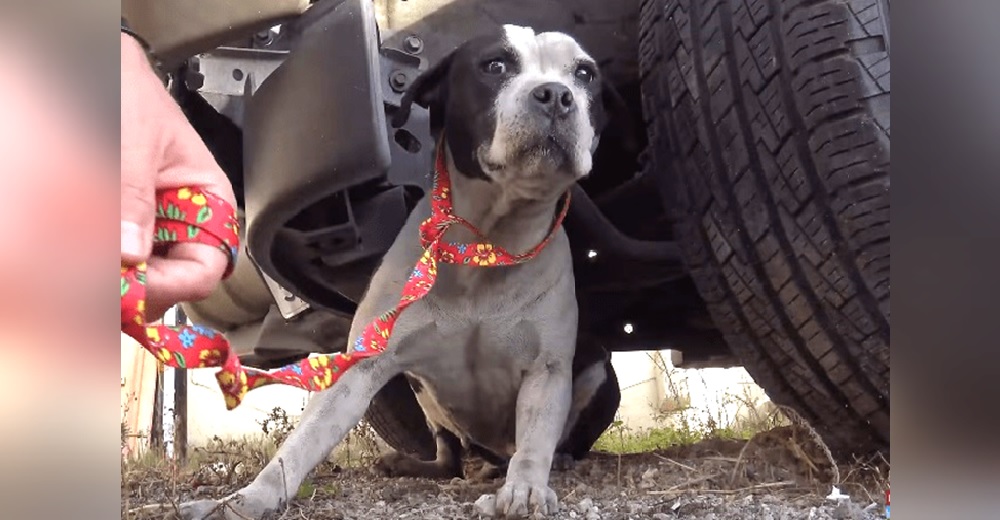 Salvan a la perrita que temblaba muriendo de dolor en la calle y se negaba a acercarse a alguien