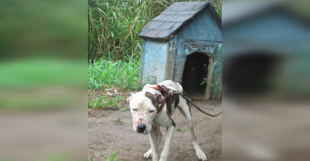 El ensañamiento contra un perro inspira una histórica ley que castigará el maltrato con prisión