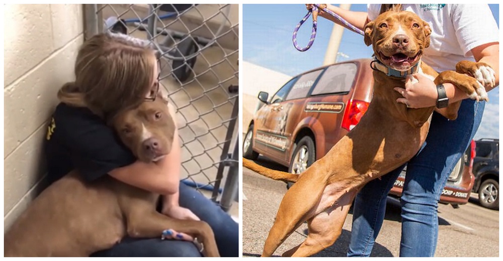 Pitbull pasa 400 días siendo ignorada hasta que el refugio acude a un último recurso desesperado Pitbull pasa 400 días siendo ignorada hasta que el refugio acude a un último recurso desesperado