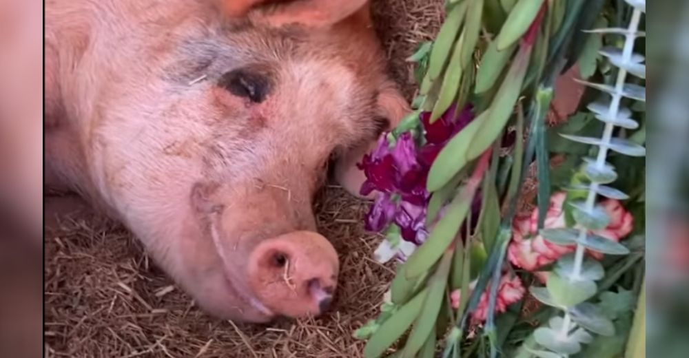 Una cerdita con un doloroso pasado recolecta flores y ramas para decorar su nueva casa Una cerdita con un doloroso pasado recolecta flores y ramas para decorar su nueva casa