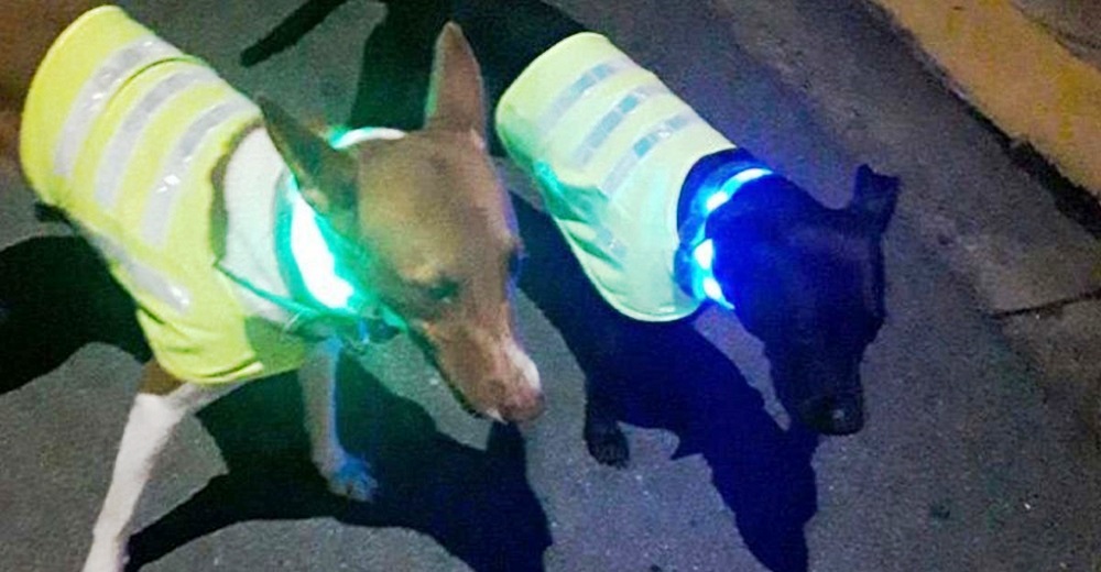 Los conductores frenan de golpe cada vez que ven a estos perritos deambulando por la calle Los conductores frenan de golpe cada vez que ven a estos perritos deambulando por la calle
