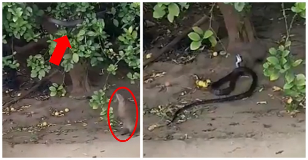 Una mangosta descubre a una serpiente en su momento más vulnerable en un árbol e interviene
