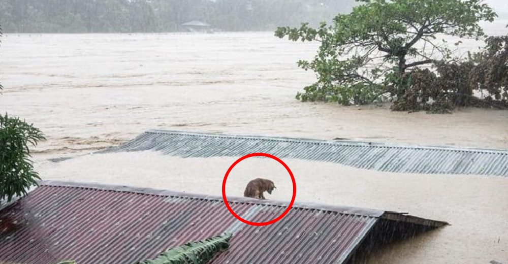 Captan a un perro esperando sobre el techo a su familia que huyó para salvarse de una inundación