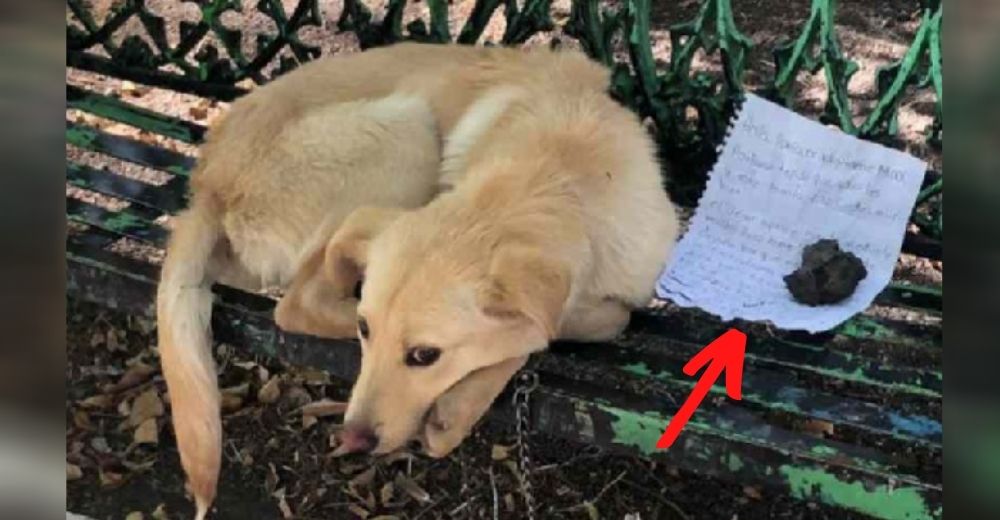 Niño deja a su perrito en una banca junto a una nota desesperada pidiendo ayuda