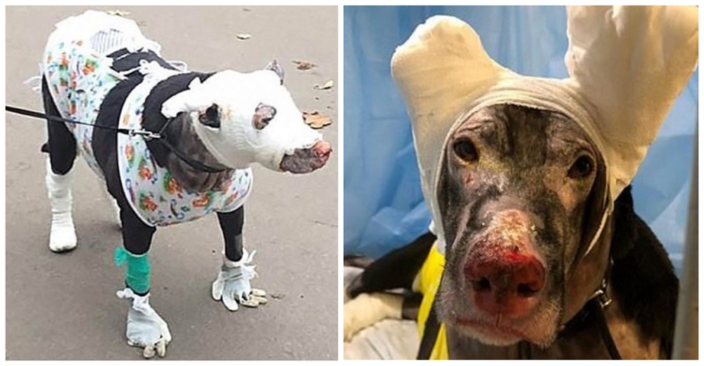 Perrita embarazada arriesgó su vida para salvar a pacientes del fuego y a cambio la abandonan Perrita embarazada arriesgó su vida para salvar a pacientes del fuego y a cambio la abandonan