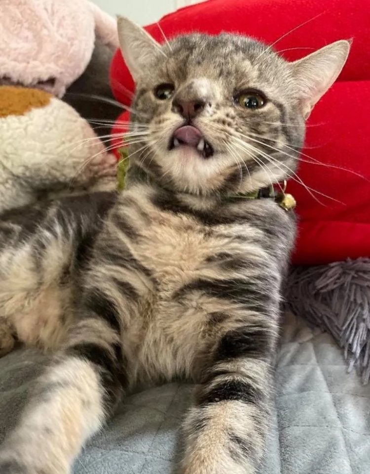 Gatito con un cromosoma extra rechazado por su apariencia demuestra que