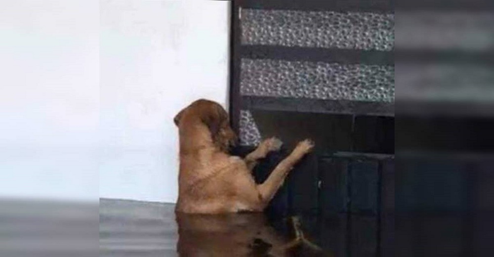 Perrito sigue regresando a su casa inundada confiando en reunirse algún día con sus dueños