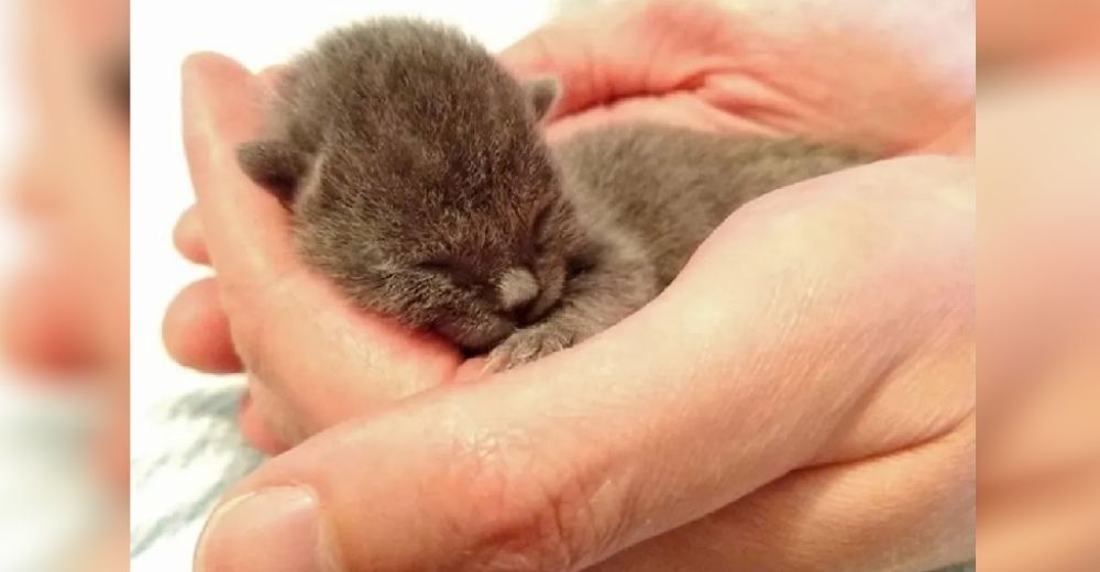 Este pequeñito prematuro luchaba con todas sus fuerzas junto a su mami que yacía sin vida