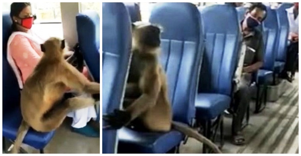 Inofensivo mono ocupa un asiento en el autobús para llegar a su lejano destino y todos actúan Inofensivo mono ocupa un asiento en el autobús para llegar a su lejano destino y todos actúan