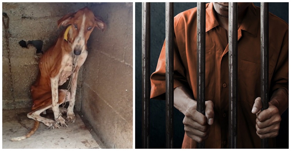Ejemplar ley enviará a todos los maltratadores de animales hasta CINCO años tras las rejas Ejemplar ley enviará a todos los maltratadores de animales hasta CINCO años tras las rejas
