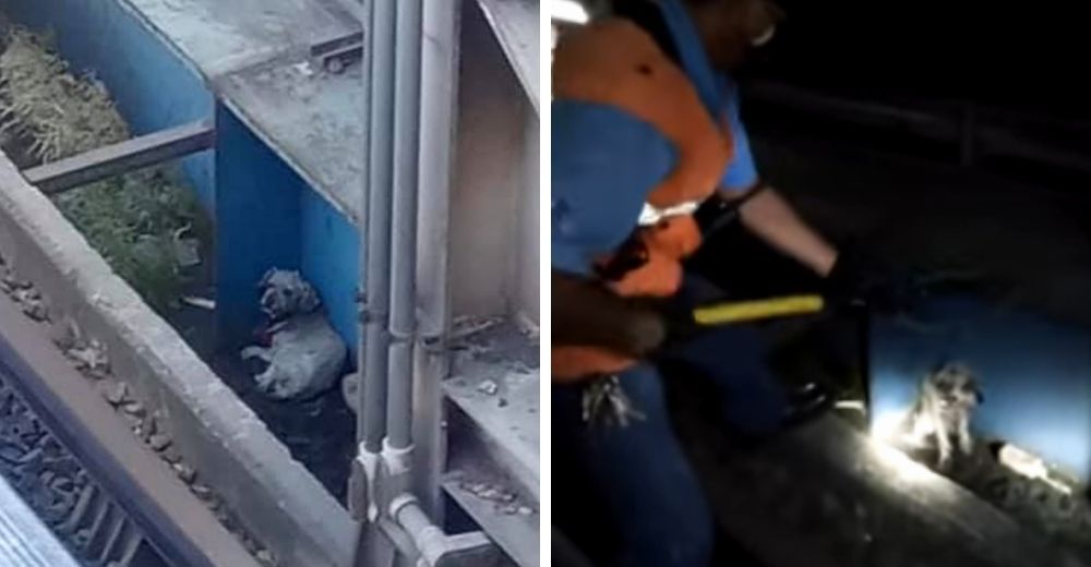Perrito que se extravi贸 decidi贸 acurrucarse entre las peligrosas v铆as del tren Perrito que se extravi贸 decidi贸 acurrucarse entre las peligrosas v铆as del tren