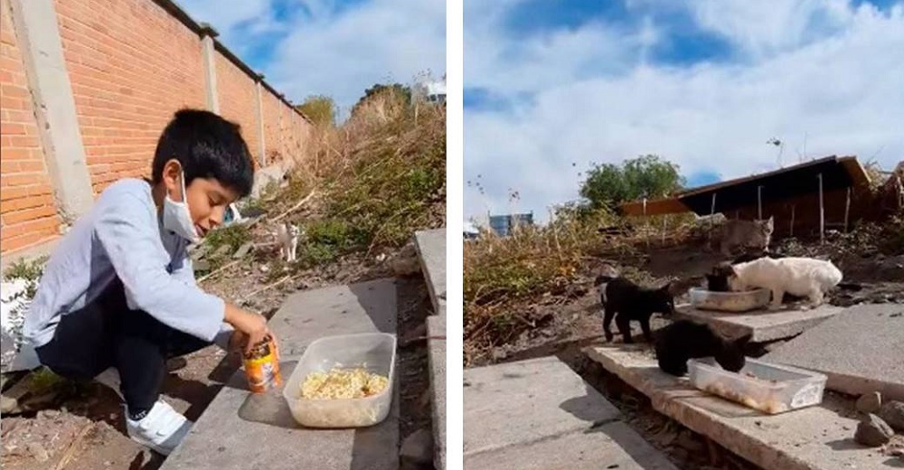 Captan al niño que intervino tras descubrir que unos pobres gatitos fueron abandonados