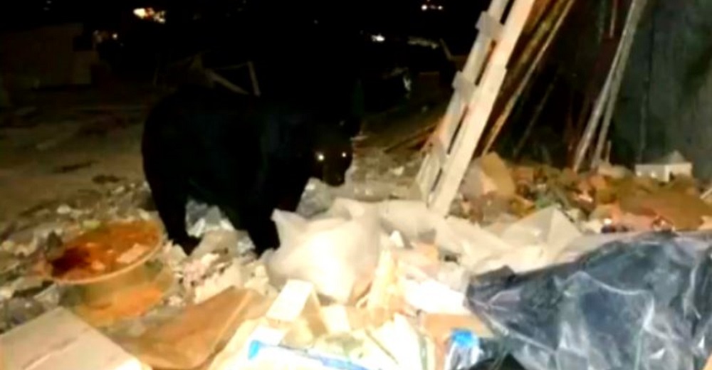 Graban a un hambriento oso negro buscando con desesperación algo para comer entre la basura Graban a un hambriento oso negro buscando con desesperación algo para comer entre la basura
