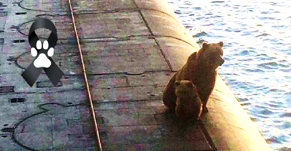 Una osa y su cachorrito pierden la vida injustamente por subirse a un submarino Una osa y su cachorrito pierden la vida injustamente por subirse a un submarino