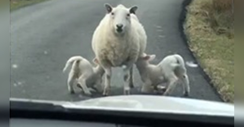 Oveja interrumpe el tránsito en una carretera para amamantar tranquilamente a sus crías Oveja interrumpe el tránsito en una carretera para amamantar tranquilamente a sus crías