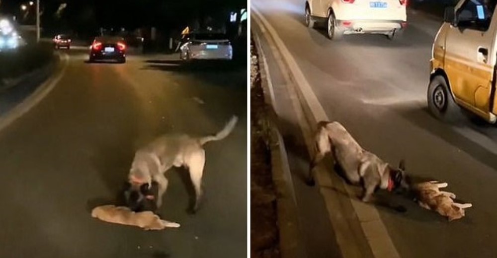 Graban al perrito que intentó reanimar a un gato que encontró en medio de la calle