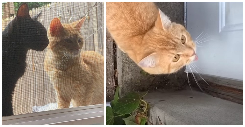 Pareja de gatitos visita la casa de sus nuevos amigos pidiendo con urgencia que los dejen entrar