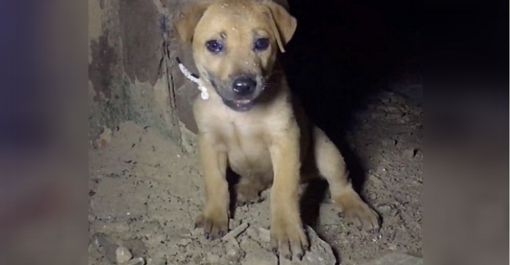 Rescatan a una perrita atada del cuello que fue abandonada en una vieja casa Rescatan a una perrita atada del cuello que fue abandonada en una vieja casa