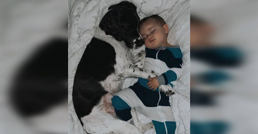 Graban a un perro de gran tamaño dormido junto a un pequeño niño, luego se despierta