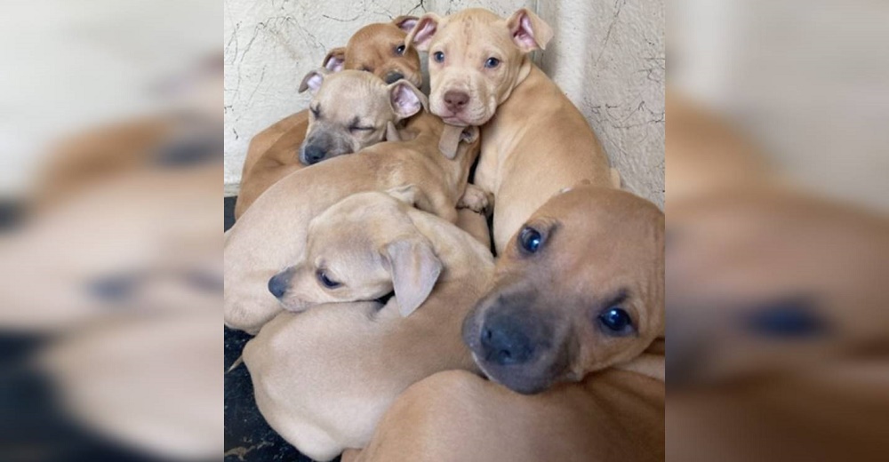 Rescatan a 36 perritos que sobrevivían en condiciones deplorables tras la denuncia de un vecino