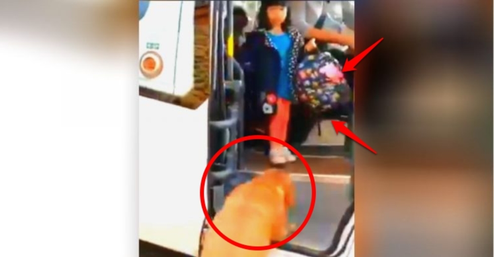 Su adorable perrito espera con ansias el autobús escolar para ayudarla a llevar su mochila Su adorable perrito espera con ansias el autobús escolar para ayudarla a llevar su mochila