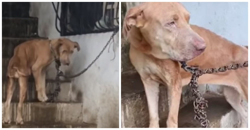 Perro permanecía sujeto con una cadena tan corta y pesada que ni siquiera podía apoyar la cabeza