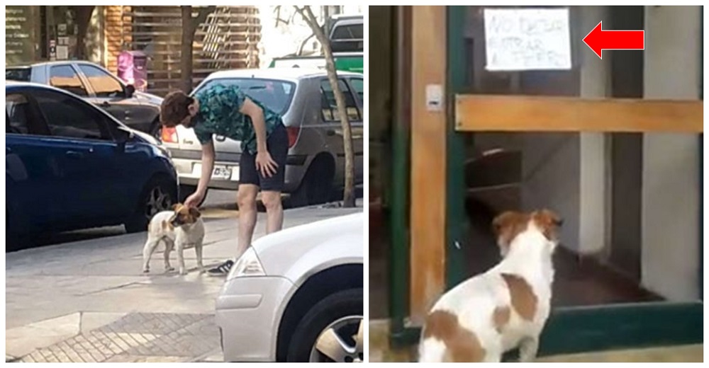 Perro solitario guía a los rescatistas a su edificio, luego leen el triste cartel