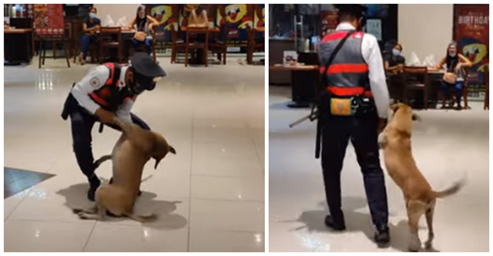 Graban al guardia que echó a la calle al perrito que solo buscaba refugio en un centro comercial Graban al guardia que echó a la calle al perrito que solo buscaba refugio en un centro comercial