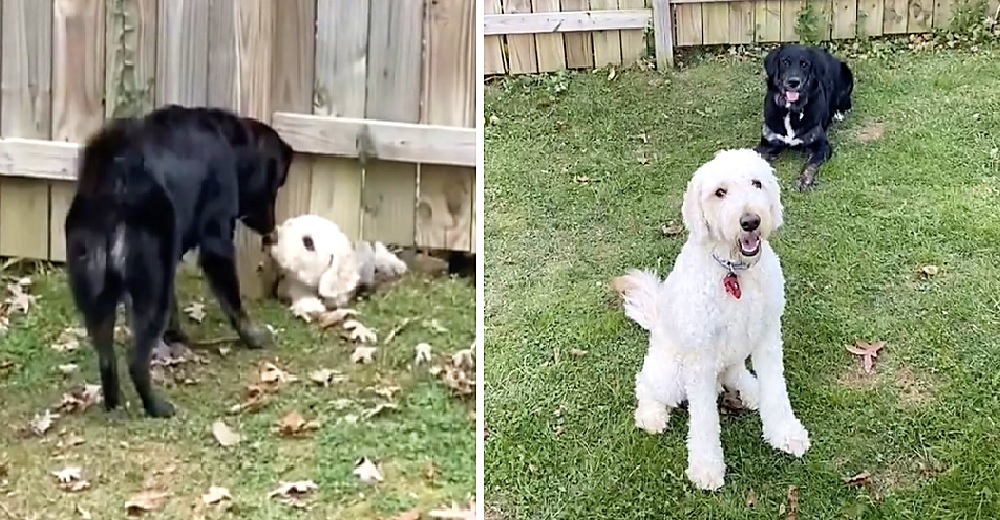 Un perrito se resiste a que una simple cerca lo impida conocer a su nueva vecina Un perrito se resiste a que una simple cerca lo impida conocer a su nueva vecina