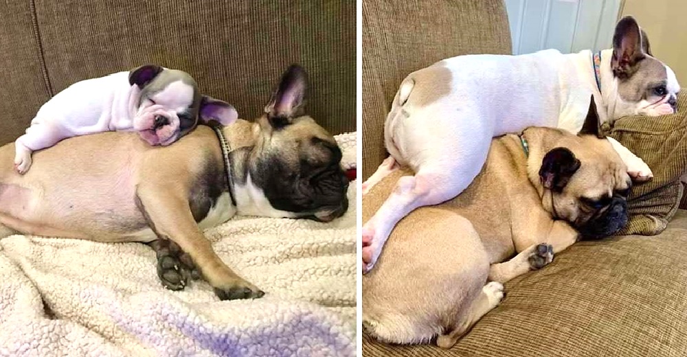 Desde hace 3 años duerme sobre su mejor amiga para intentar consolar su afligido corazón Desde hace 3 años duerme sobre su mejor amiga para intentar consolar su afligido corazón
